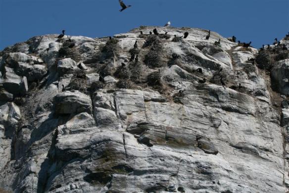 The top of Mandarte Island, with the nests of the Cormorants, we noticed a lot of new nests, they must catch a lot of wind in the winter as they are so tall!!!