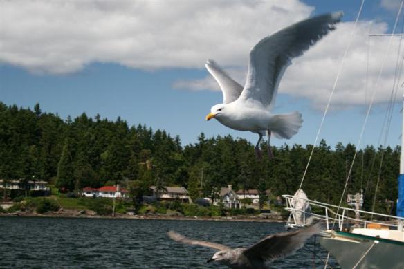 A passing friend, waiting for some treats.