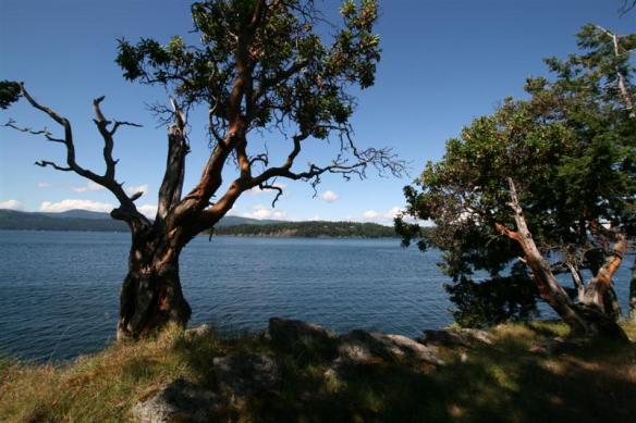 Looking out towards Saltspring island. 