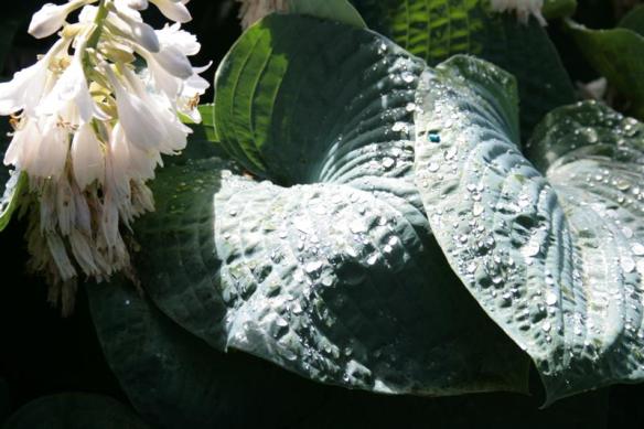 Giant Hosta leaves, in the shade of a cedar tree.