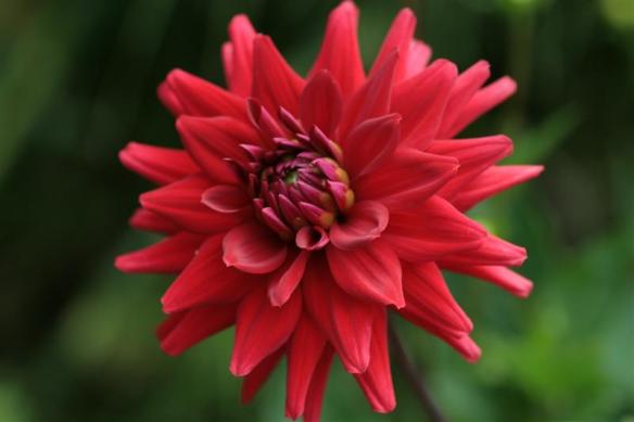 Dahlia. No idea which one this is, i googled so many of them, the variety is huge!!!