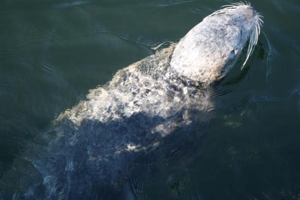 Our little seal friend.