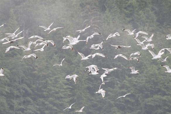 Eagle flying overhead!!!!!!