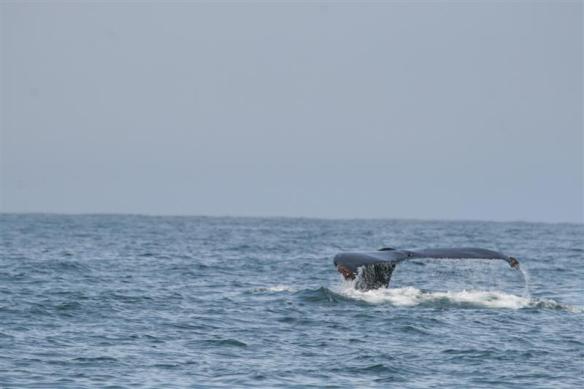 Diving deep, what a gorgeous tail!!