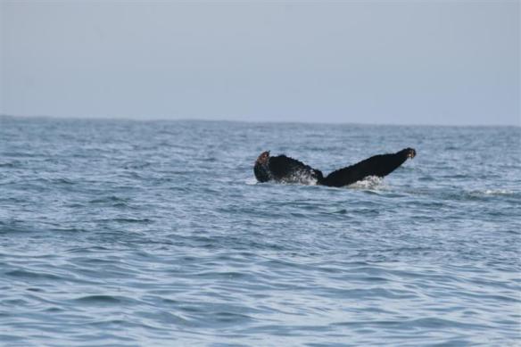 This is a big guy!!! look at the size of that tail!!!