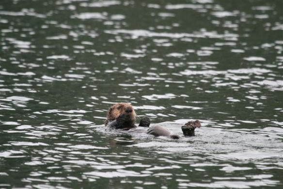 here he is, the Walters cove sea otter.