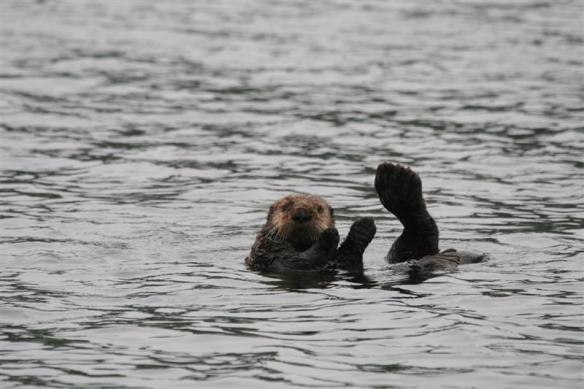 Look at the size of that flipper!!!!
