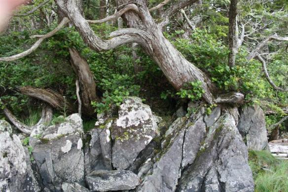Trees, growing out of granite rock.