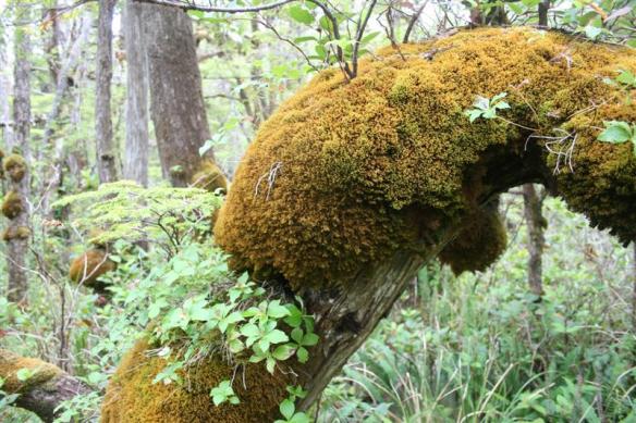 Wonderful ecosystem  on the trail to Laury beach