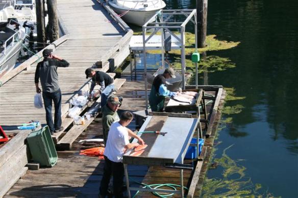 Fish cleaning time!!