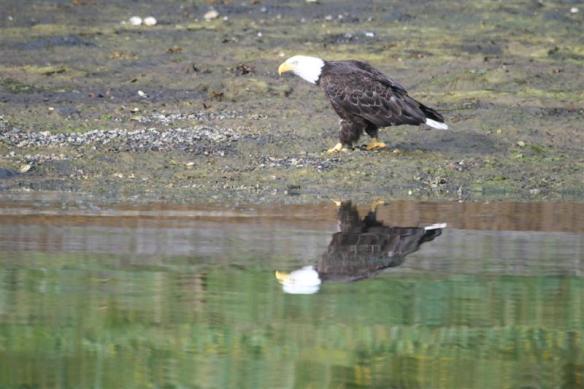 And here he comes!!!