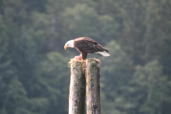 to finish it in his own ,private spot!!!