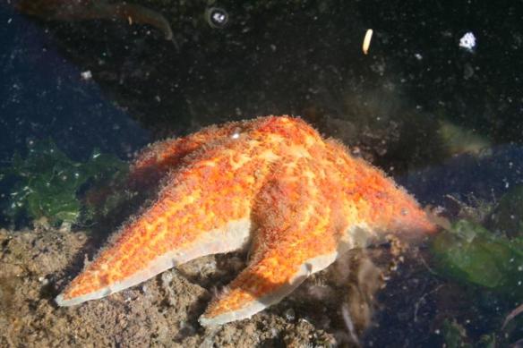 Gorgeous,orange sea star!!!