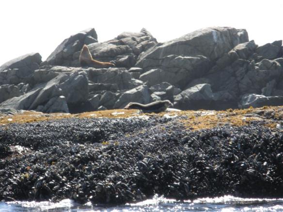Sealions on Wouwer island.