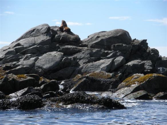 Sealion bull, owning the place!!!