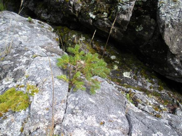 Brave little Sitka, would like to see it many years from now.