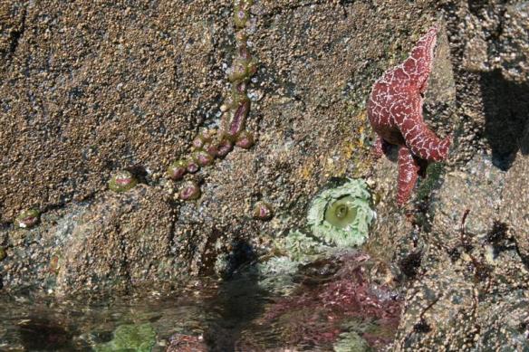 Life at the edge , near Ramsay hot springs.