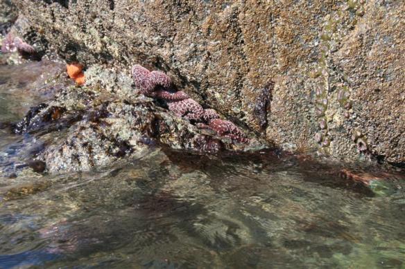 Beautiful colors of the sea stars.