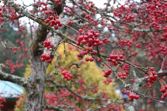 Bright winter colors, clusters of red berries.