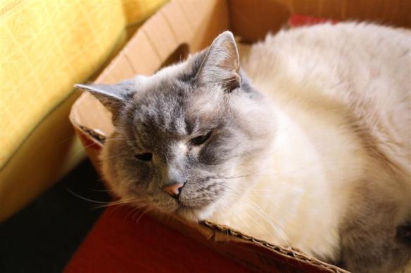 Peaches in her box!!!!  Happy kitten!!!!