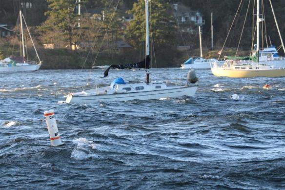 Wild,wild day in Saanich inlet!