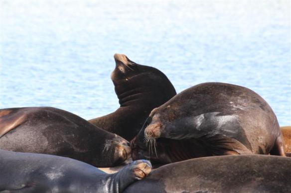 They would put their snouts into the sky, as if to show off their power.