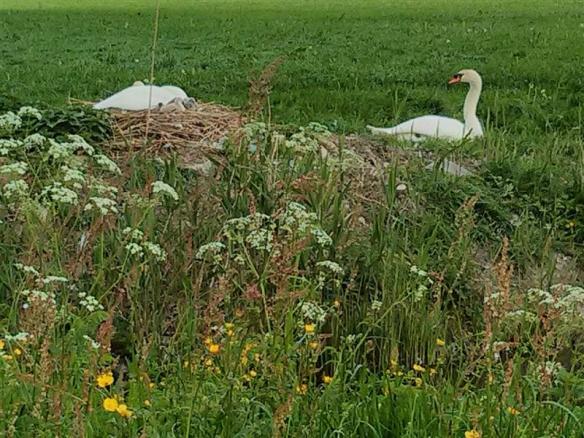 Mute swan pair, the female(i think) is on the nest with the cygnets,i counted 5 of them!!!