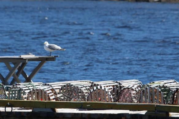 Lobster traps, gulls, a very back east sight!!