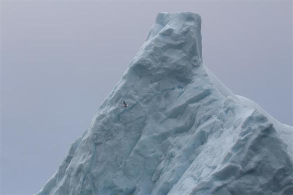 Top of the berg, look at the seagull, gives an idea of the size!!!