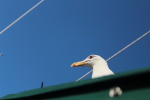 There he was,every morning,peeking over the canvas, his "old" eyes are clearly visible here.