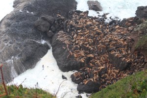 And there they were, hundreds of them.