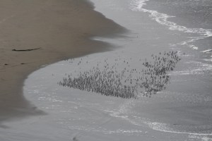 Bird,sand murmurations