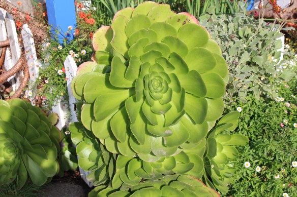 Giant succulents, growing here all year long.