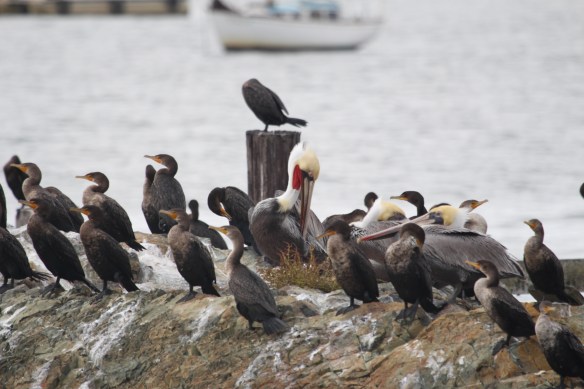 Brown pelicans and cormorants.