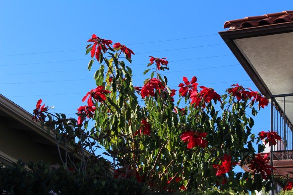 These Christmas plants grow as tall as the houses here!!!