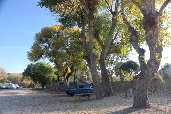Camping among the Aspen trees