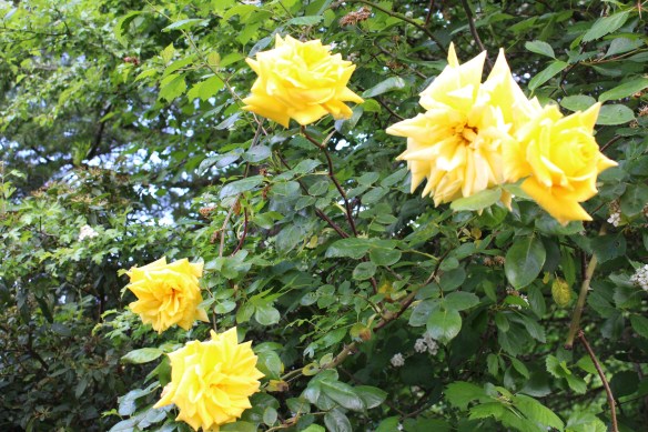 did i mention yellow??? look at these beautiful roses...
