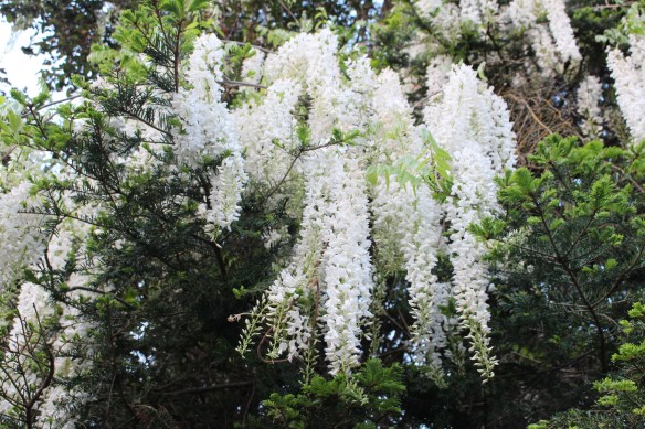 a white waterfall of beauty