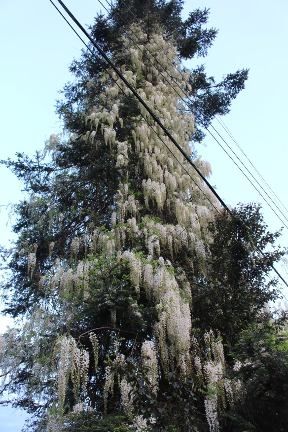 white wisteria reaching for the sky