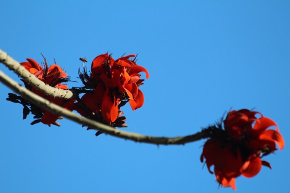 Does anyone know what kind of trees these flowers grow on?? i tried to find it, no luck!