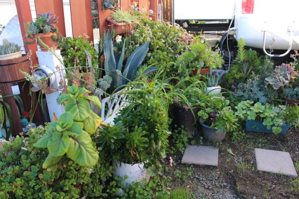 We were surrounded by these gardens at our RV place.