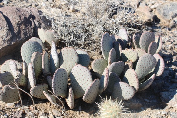 Beavertail cactus