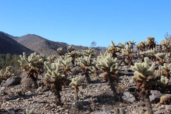 Buckhorn Cholla, not friendly either!!!!