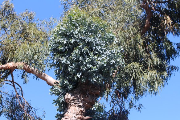 I have no idea about this, two different type of leaves on the same tree, is the big tree the host for the other??  anyone have any ideas out there???