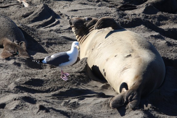 This female has not given birth yet, and the seagulls hang around, to clean up after the birth.