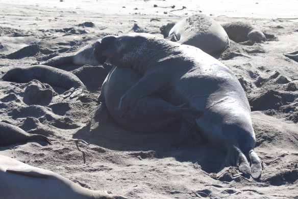 These big guys can easily crush a baby.