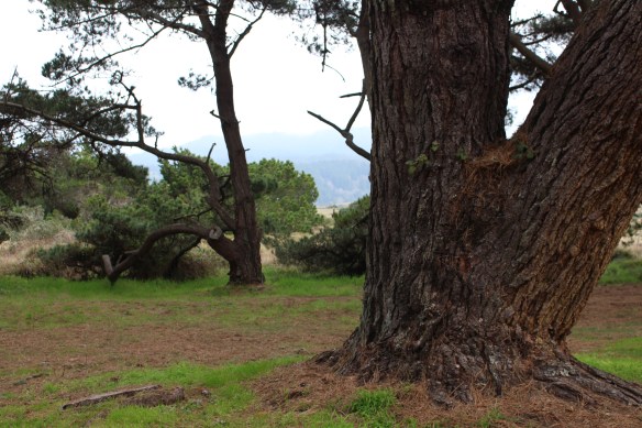 Magnificent Monterey pine.