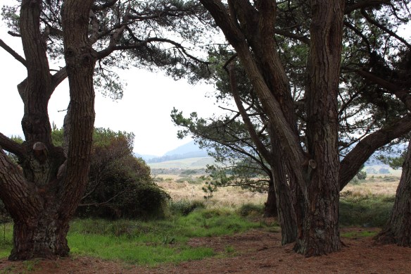 At the woodlands edge.....