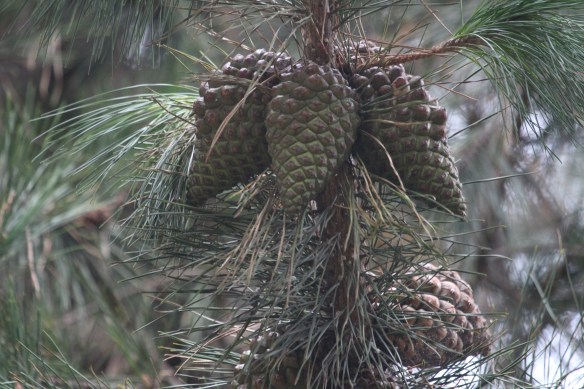 Monterey pine cones, they stay on the tree for years without opening.