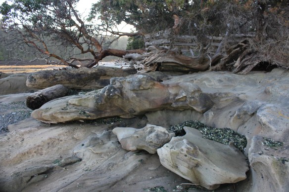 shorelines made up of sandstone, ocean water sculpts it into all kinds of shapes.